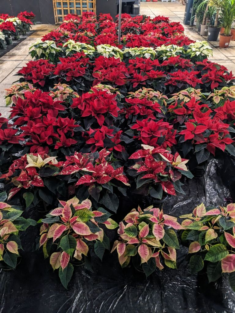 A photo of rows of different coloured poinsettia plants